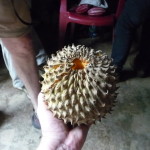 D3 - Cacao Jungle Trip, Guatemala - Sept 10, 2015 (113)