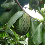 D3 - Cacao Jungle Trip, Guatemala - Sept 10, 2015 (119)