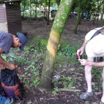 D3 - Cacao Jungle Trip, Guatemala - Sept 10, 2015 (26)
