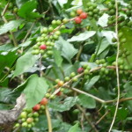 D3 - Cacao Jungle Trip, Guatemala - Sept 10, 2015 (34)