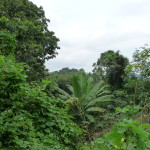 D3 - Cacao Jungle Trip, Guatemala - Sept 10, 2015 (49)