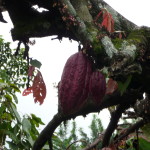 D3 - Cacao Jungle Trip, Guatemala - Sept 10, 2015 (55)