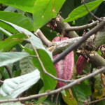 D3 - Cacao Jungle Trip, Guatemala - Sept 10, 2015 (56)