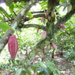 D3 - Cacao Jungle Trip, Guatemala - Sept 10, 2015 (57)