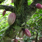 D3 - Cacao Jungle Trip, Guatemala - Sept 10, 2015 (58)