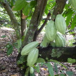 D3 - Cacao Jungle Trip, Guatemala - Sept 10, 2015 (59)