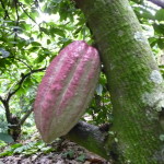 D3 - Cacao Jungle Trip, Guatemala - Sept 10, 2015 (71)