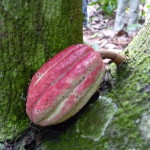 D3 - Cacao Jungle Trip, Guatemala - Sept 10, 2015 (72)