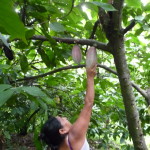 D3 - Cacao Jungle Trip, Guatemala - Sept 10, 2015 (76)