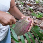 D3 - Cacao Jungle Trip, Guatemala - Sept 10, 2015 (79)