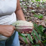 D3 - Cacao Jungle Trip, Guatemala - Sept 10, 2015 (80)