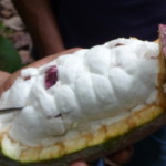 D3 - Cacao Jungle Trip, Guatemala - Sept 10, 2015 (84)