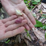 D3 - Cacao Jungle Trip, Guatemala - Sept 10, 2015 (86)