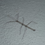 D8 - Stick Bug, San Marcos - Oct 19, 2015 (1)